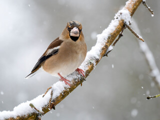 Kernbeißer (Coccothraustes coccothraustes)