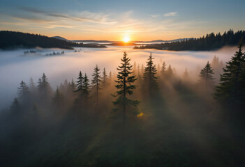 Obraz premium Sunrise over Misty Forest Landscape with Tall Trees