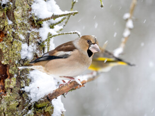 Kernbeißer (Coccothraustes coccothraustes)   