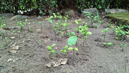 Fresh Green Seedlings Emerging from Fertile Soil After Rain – Young Plants Growing in Lush Environment, Symbolizing Reforestation, Sustainability, and Natural Ecosystem Renewal.
