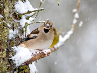 Kernbeißer (Coccothraustes coccothraustes)