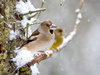 Kernbeißer (Coccothraustes coccothraustes)