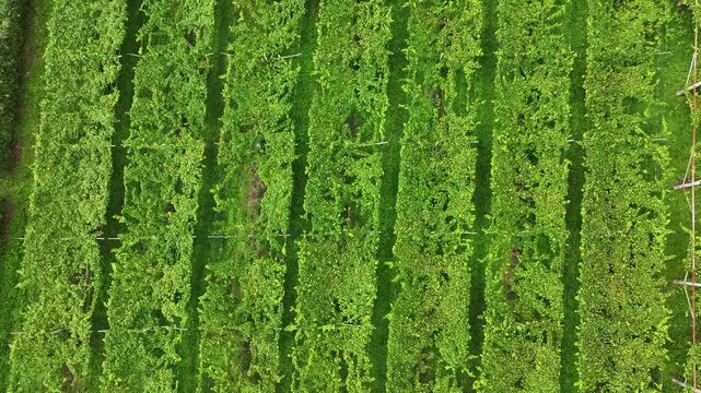 Vista zenitale fatta con un drone di un paesaggio agricolo italiano coltivato a viti.