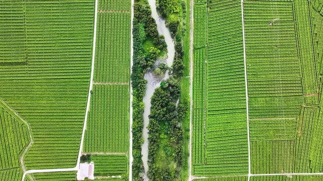 Vista zenitale fatta con un drone di un paesaggio agricolo italiano coltivato a viti.