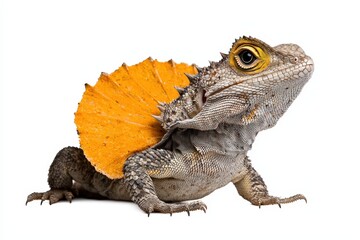 Obraz premium A stunning close-up of a bearded dragon showcasing its vibrant yellow frill against a clean white background.
