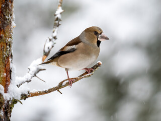 Kernbeißer (Coccothraustes coccothraustes)