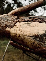 Autumn forest nature