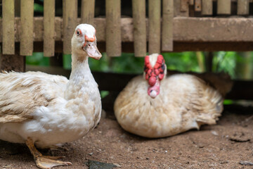 white muscovy duck. Cairina moschata