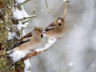 Kernbeißer (Coccothraustes coccothraustes)   