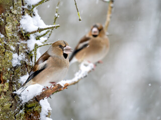 Kernbeißer (Coccothraustes coccothraustes)   