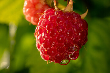 A close-up of a ripe raspberry. The berry is vibrant red with a textured surface and some water...