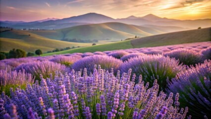 Softly lit field of lavender flowers with gentle hills in the background, countryside, flower field, peaceful landscape, floral arrangement, serene atmosphere