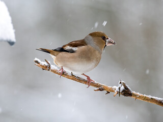 Kernbeißer (Coccothraustes coccothraustes)   
