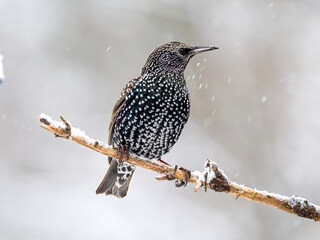 Star (Sturnus vulgaris)