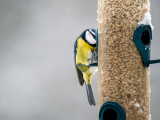 Blaumeise (Cyanistes caeruleu)