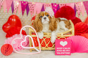 Haustier Hund Cavalier King Charles Spaniel Blenheim liegt Valentinstag Valentine Herz 