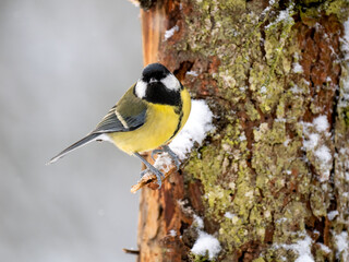   Kohlmeise (Parus major)