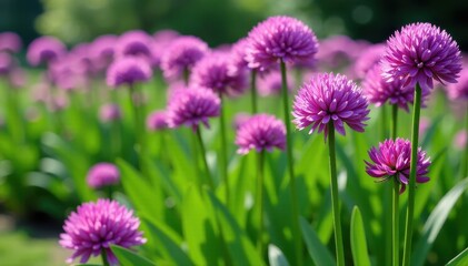Fototapeta premium Purple Allium flowers growing in a garden scene with lush green leaves and stems, growth, flowers, botanical