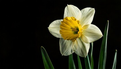 close up of Narcissus flower, black background, copy space