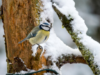Blaumeise (Cyanistes caeruleu)