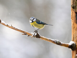 Blaumeise (Cyanistes caeruleu)