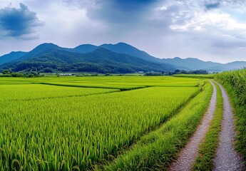 Fototapeta premium Scenic landscape of vibrant green rice fields with mountains under a dramatic cloudy sky in rural countryside setting during serene sunset