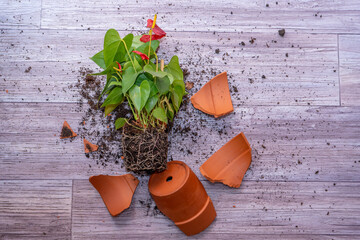Broken flower pot. Anthurium flower. Clay terracotta flowerpot.