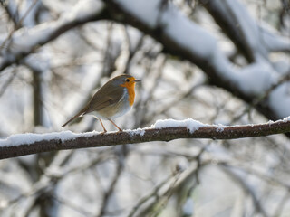 Rotkehlchen (Erithacus rubecula)