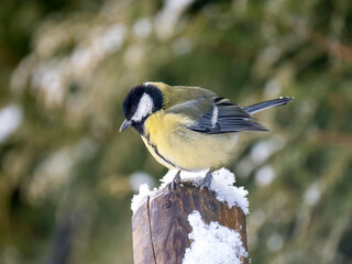   Kohlmeise (Parus major)