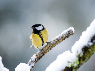   Kohlmeise (Parus major)