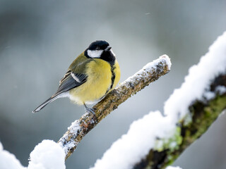 Obraz premium Kohlmeise (Parus major)