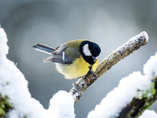   Kohlmeise (Parus major)