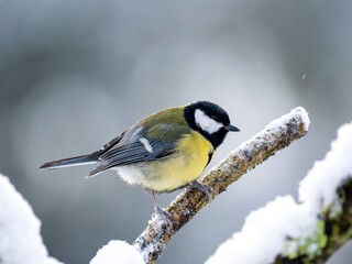   Kohlmeise (Parus major)
