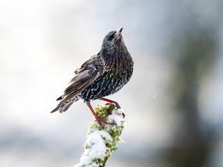 Star (Sturnus vulgaris)