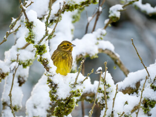 Goldammer (Emberiza citrinella)