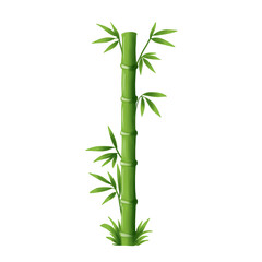 Fototapeta premium illustration of green bamboo isolated on png transparant background 
