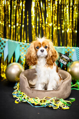 Haustier Hund Cavalier King Charles Spaniel liegt Party Silvester mit Luftballons und Luftschlangen