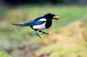 Elster (Pica pica)