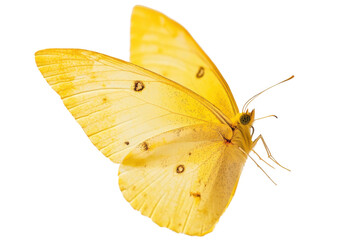 Naklejka premium Apricot Sulphur butterfly isolated background