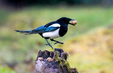 Elster (Pica pica)