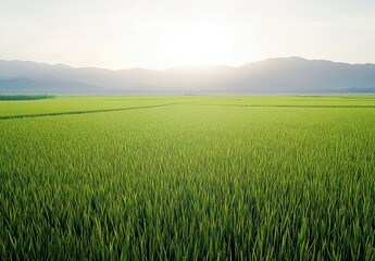 Lush Green Rice Field Under Soft Sunlight with Majestic Mountains in the Background at Dusk, Capturing the Essence of Rural Agriculture and Serenity