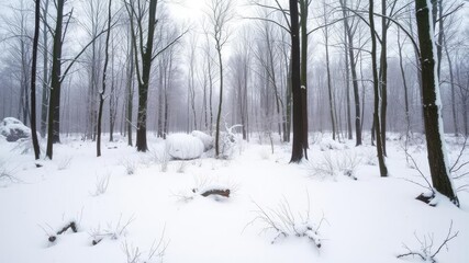 Obraz premium Snowy forest landscape with bare trees and frosty air, serene, icy, forest