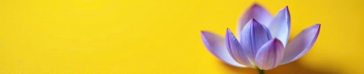 Fototapeta premium Soft blue petals unfurl on a yellow background, nature, purple
