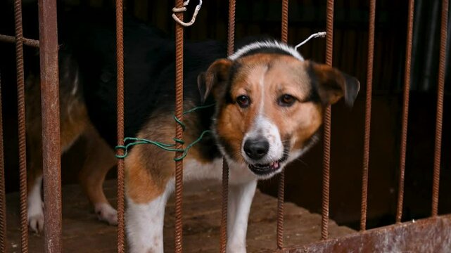 Dog in animal shelter. Dog looking over the fance. Dogs behind the fance