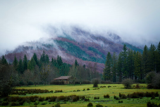 Paisaje boscoso en un d&iacute;a de niebla en el Parque Natural de Gorbeia, m&aacute;s concretamente en el Humedal de Saldropo.