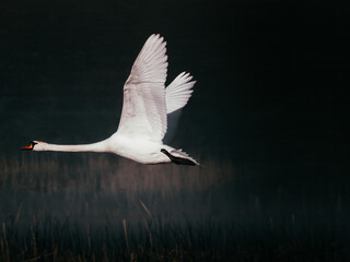 Beautiful white swan flying over lake dark moody cinematic film background