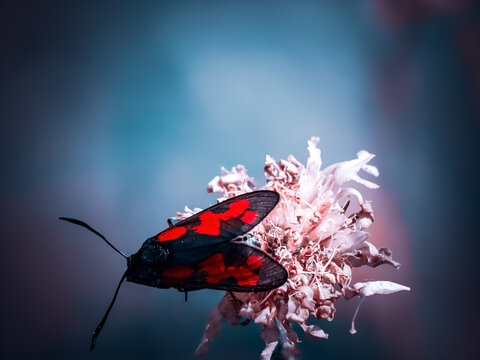 Cinnabar moth butterfly on pink flower blue pink fantasy background