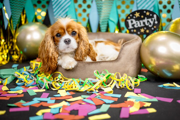 Haustier Hund Cavalier King Charles Spaniel liegt Party Silvester mit Luftballons und Luftschlangen