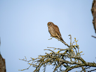 Turmfalke (Falco tinnunculus)
