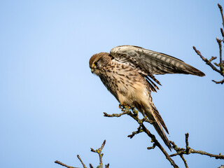 Turmfalke (Falco tinnunculus)